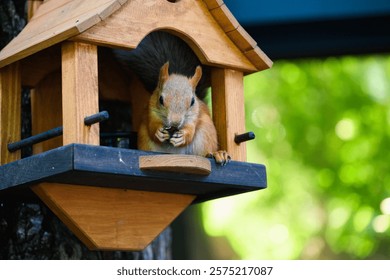 A curious squirrel sits on the edge of a birdhouse, nibbling on a tasty snack. Bright green trees provide a vibrant backdrop on this lovely afternoon in a tranquil backyard.