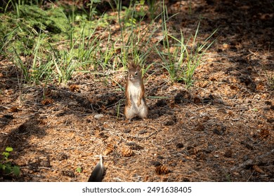 Curious Squirrel standing in Forest 