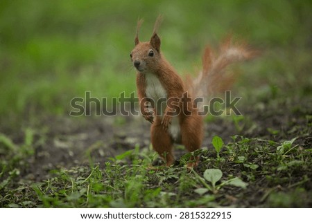 Curious squirrel standing on two legs 