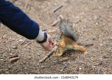 Curious Squirrel Take Nut From Man Hand With Watch. Eurasian Red Squirrel In Park.Huzelnut