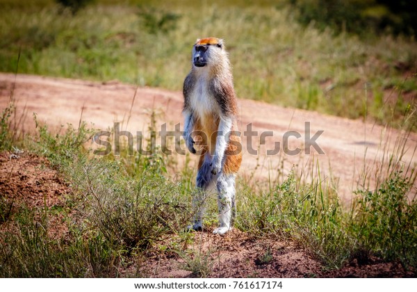 A curious standing patas monkey in the\
Murchison Falls national park in Uganda. Too bad this place, lake\
Albert, is endangered by oil drilling\
companies