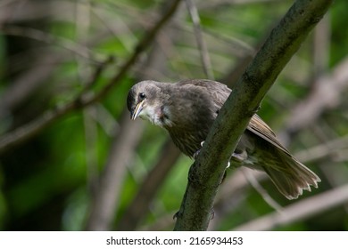 Curious Starling Chick Sitting On A Branch