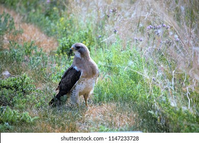 Curious Swainson's Hawk