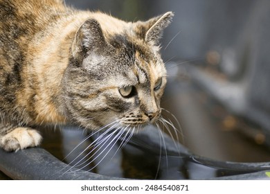 Curious Tabby by the Pond.  Close-up of a tabby cat with striking markings, intently gazing at something near a water body. - Powered by Shutterstock