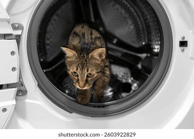 Curious Tabby Cat Exploring Inside a Washing Machine. Adorable Pet in Household Appliance, Laundry Safety Concept, Domestic Feline in Unusual Place, Cute Animal in Home, Funny Cat Adventure