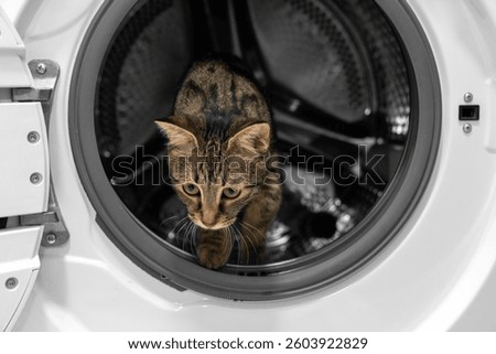 Curious Tabby Cat Exploring Inside a Washing Machine. Adorable Pet in Household Appliance, Laundry Safety Concept, Domestic Feline in Unusual Place, Cute Animal in Home, Funny Cat Adventure