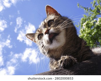 Curious tabby cat looking down from above against blue sky with clouds and green foliage, close up pet portrait from low angle perspective