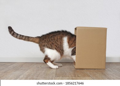 Curious Tabby Cat Stuck His Head Inside A Cardboard Box. Side View With Copy Space.