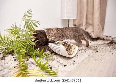 A curious tabby kitten inspects a toppled plant and broken flower pot, with soil and leaves scattered across the floor. The playful kitten explores the mess it caused in a cozy indoor setting - Powered by Shutterstock