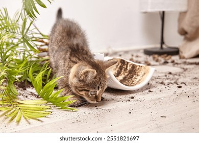 A curious tabby kitten leans down to investigate scattered soil near a broken flower pot with fallen green leaves. The playful kitten explores the mess it created in a cozy indoor setting - Powered by Shutterstock