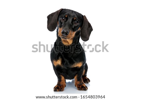 Curious Teckel puppy looking forward and tilting its head while standing on white studio background