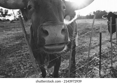 Curious Texas Longhorn Cow At Barbed Wire Fence During Farm Sunset.