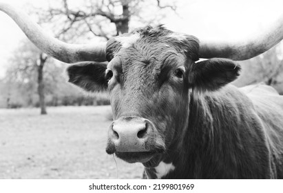 Curious Texas Longhorn Cow Face Closeup In Black And White.