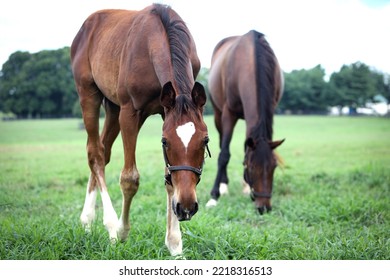 Curious Thoroughbred Foal And Mare