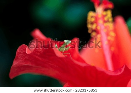Curious tiny green mantis rests alert on vivid red hibiscus flower petal, capturing detailed macro shot of small insect in natural garden habitat