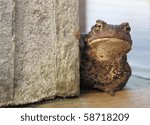 Curious toad