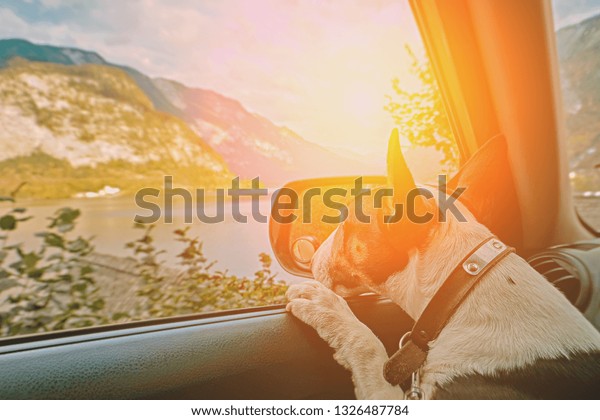 Curious traveling puppy\
dog in the car looking at the alps mountains sunset over austrian\
alps lake. Family vacation concept. Lake Hallstatt Austria in\
sunrise morning light.