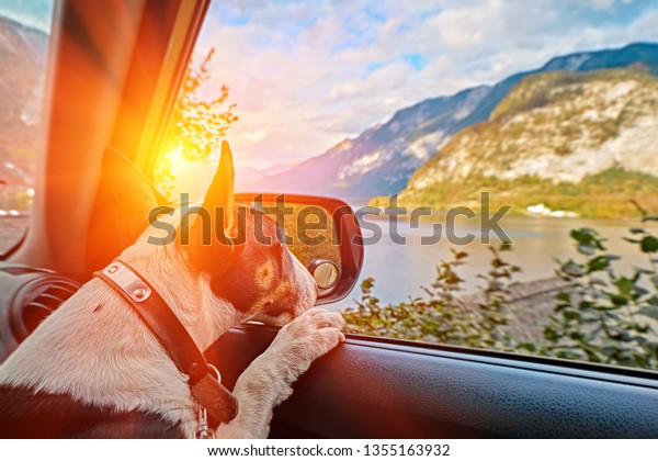 Curious\
traveling puppy dog in the car looking at the alps mountains sunset\
over austrian alps lake. Family vacation concept. Lake Hallstatt\
Austria in sunrise morning light. Cold\
toned.