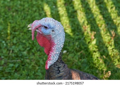 Curious Turkey On A Farm. Turkey Bird Head