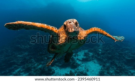 Curious turtle approaching camera on a dive in the red sea, Egypt