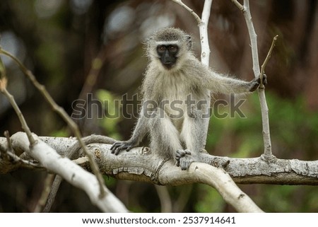 Similar – Vervet monkey sitting on a wall in the savannah