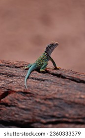 A curious vibrant collared lizard sunbathing on a colorful piece of petrified wood in Petrified Forest National Park, Arizona