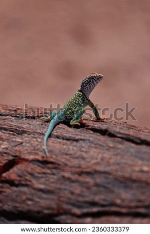 A curious vibrant collared lizard sunbathing on a colorful piece of petrified wood in Petrified Forest National Park, Arizona