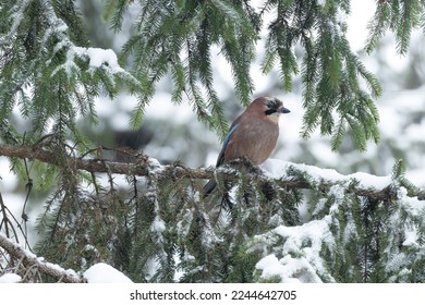 Curious and watchful Eurasian jay perched in a snowy boreal forest during a winter day in Estonia, Northern Europe - Shutterstock ID 2244642705