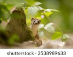 A curious weasel peeks from behind a rock in a lush green forest, surrounded by vibrant foliage and soft natural light.