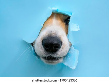 curious wet black dog nose poke in a hole in a torn and crumpled blue paper poster