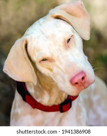 A Curious White Albino Dog Is Staring In A Vertical Image Format