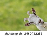 A curious white billy goat with horns and bell against a green background