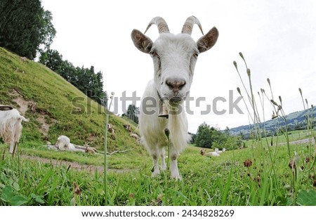 Similar – Foto Bild Ein neugieriger weißer Ziegenbock mit Hörnern und Glocke vor einem grünen Hintergrund