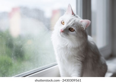 Curious white cat sits on window sill. Fluffy pet at home. Domestic animal on banner with copy space.