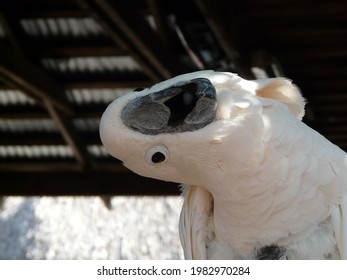 Curious White Cockatoo With Head On Tilt