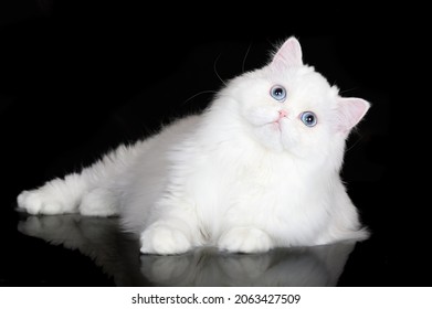 curious white fluffy cat with blue eyes lying down on black background