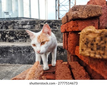 Curious white and ginger cat exploring a rugged construction site. A striking contrast between soft feline grace and rough, weathered red bricks and concrete steps.