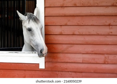 Curious White Horse Looks Out The Stable Window. The Exterior Of The Horse Stable Is Made Of Red Wood Planks, There Is Free Space For Text In The Picture.