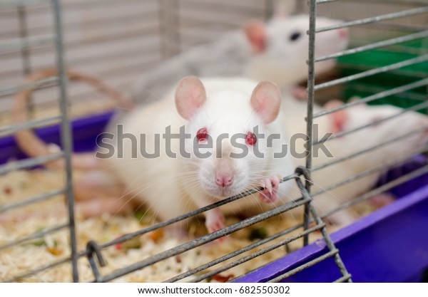 Curious white laboratory\
baby rat looking out of a cage, shallow DOF with selective focus on\
the rat eyes