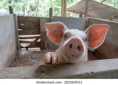 curious white pig looking at the camera