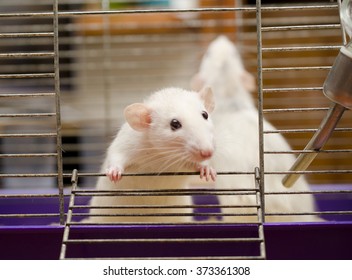 Curious white rat in a cage (shallow DOF, focus on the rat paws)