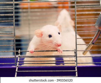 Curious white rat in a cage (shallow DOF, selective focus on the rat paw and eyes)