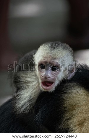  curious white-faced capuchin monkey (Cebus capucinus) perched on a tree branch in the lush rainforest of Manuel Antonio National Park, Costa Rica. This intelligent New World primate is native to Cent