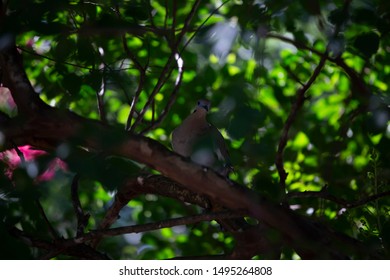 Curious white-winged dove (Zenaida asiatica) looking out from a residential shrub - Shutterstock ID 1495264808