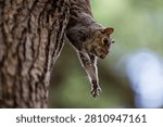 A curious wild eastern gray squirrel clings upside down to a rough tree trunk with its mouth slightly open.