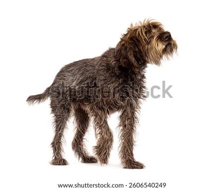 Curious wirehaired pointing griffon walking and looking up isolated on white background