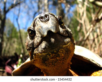 A Curious Wood Turtle In Ontario, Canada