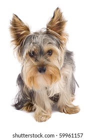 curious yorkshire terrier puppy standing on white background looking at the camera - Shutterstock ID 59961157