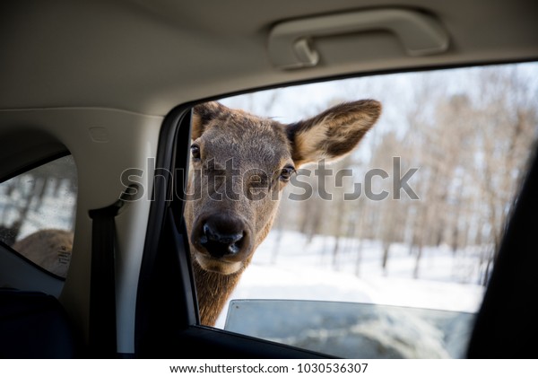 Curious\
young deer looking for carrots inside the\
car