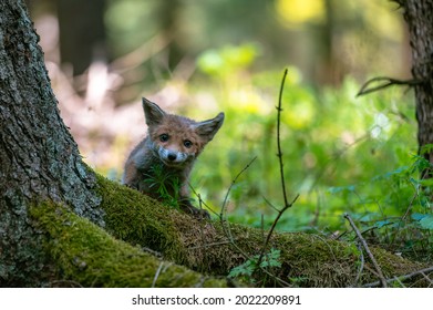 キツネぞく の画像 写真素材 ベクター画像 Shutterstock